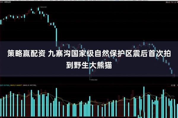 策略赢配资 九寨沟国家级自然保护区震后首次拍到野生大熊猫